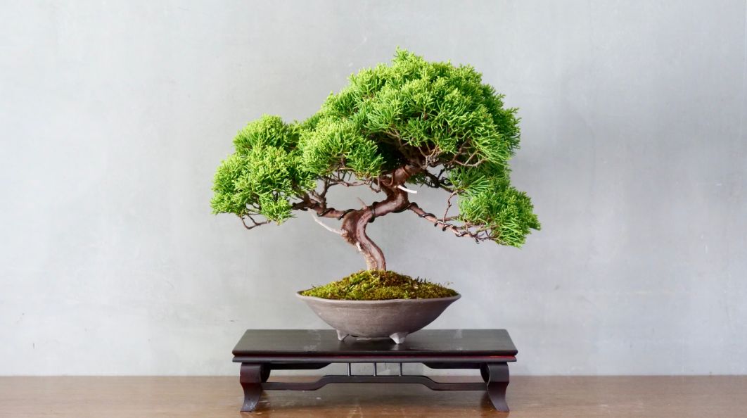 Bonsai tree in a pot on a table